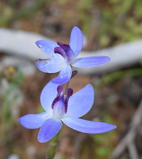 Cyanicula - Orchid-blue-fairy-2-Orchid-Ridge-Sep-2018p0007.JPG